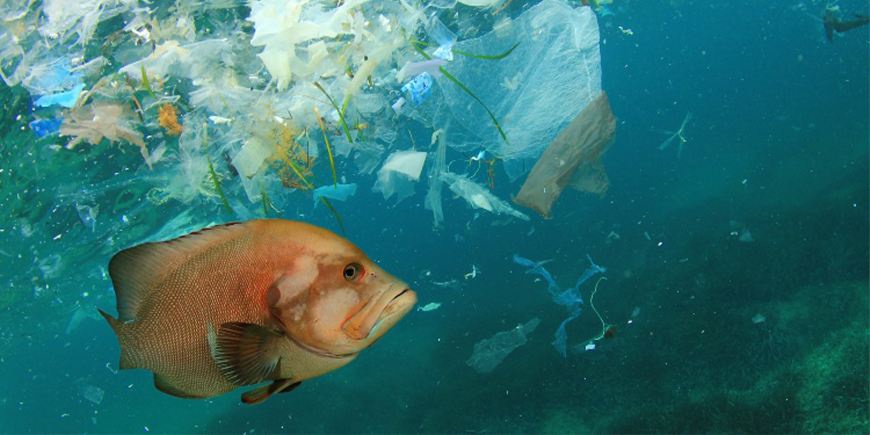 pesci-robot mangia plastica in grado di ripulire i nostri mari