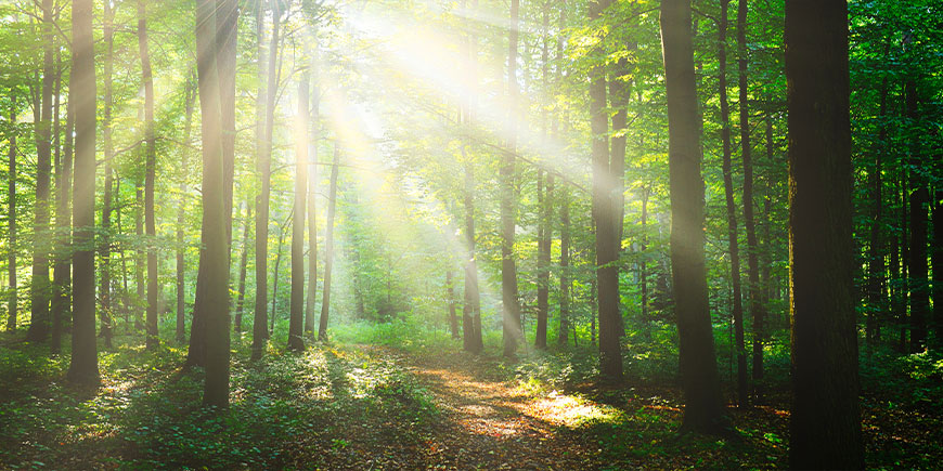 Italia in ritardo nella gestione sostenibile del patrimonio forestale e boschivo.